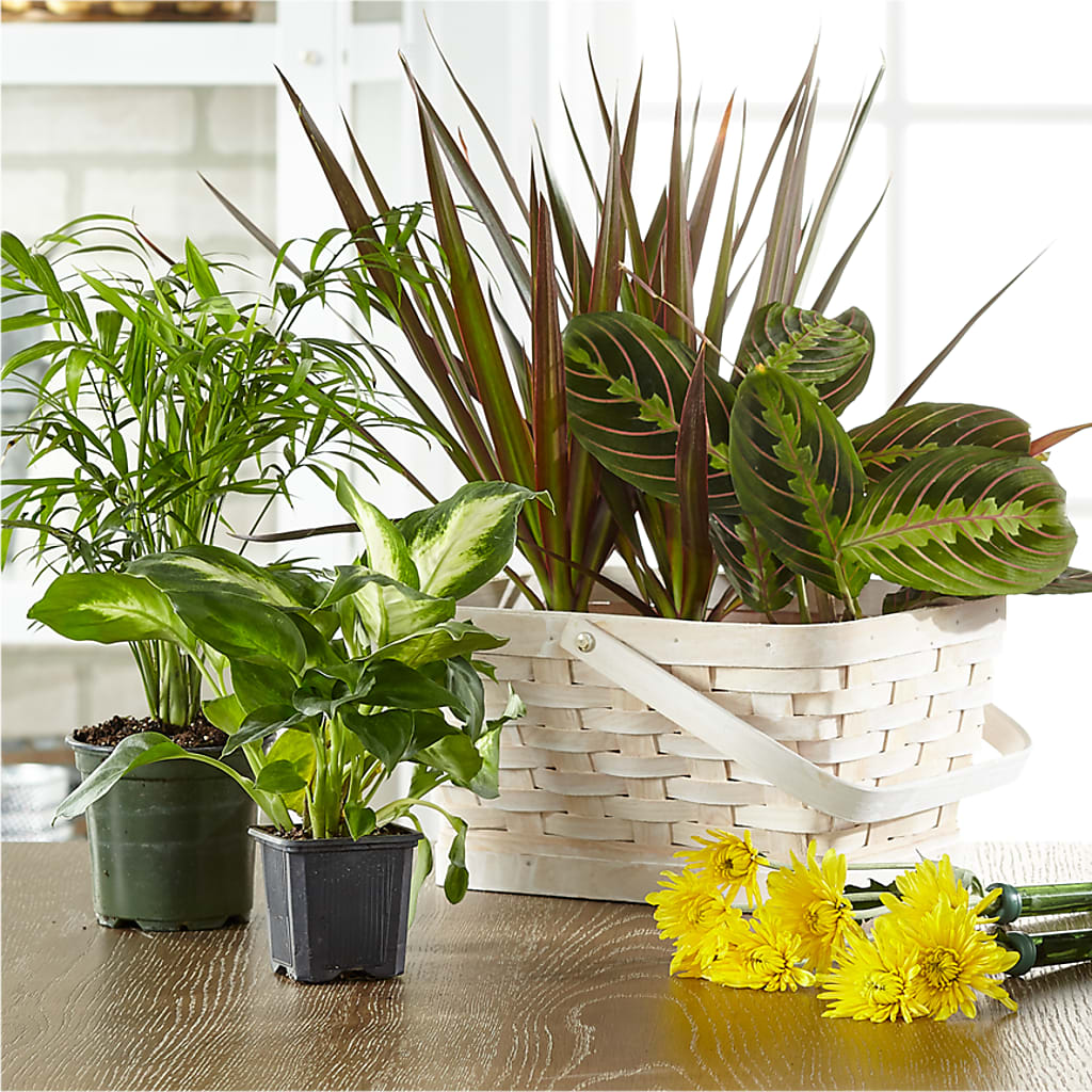 Florist Designed Blooming and Green Plants in a Basket – MEME'S FRANKLIN FLOWER SHOP, Franklin LA