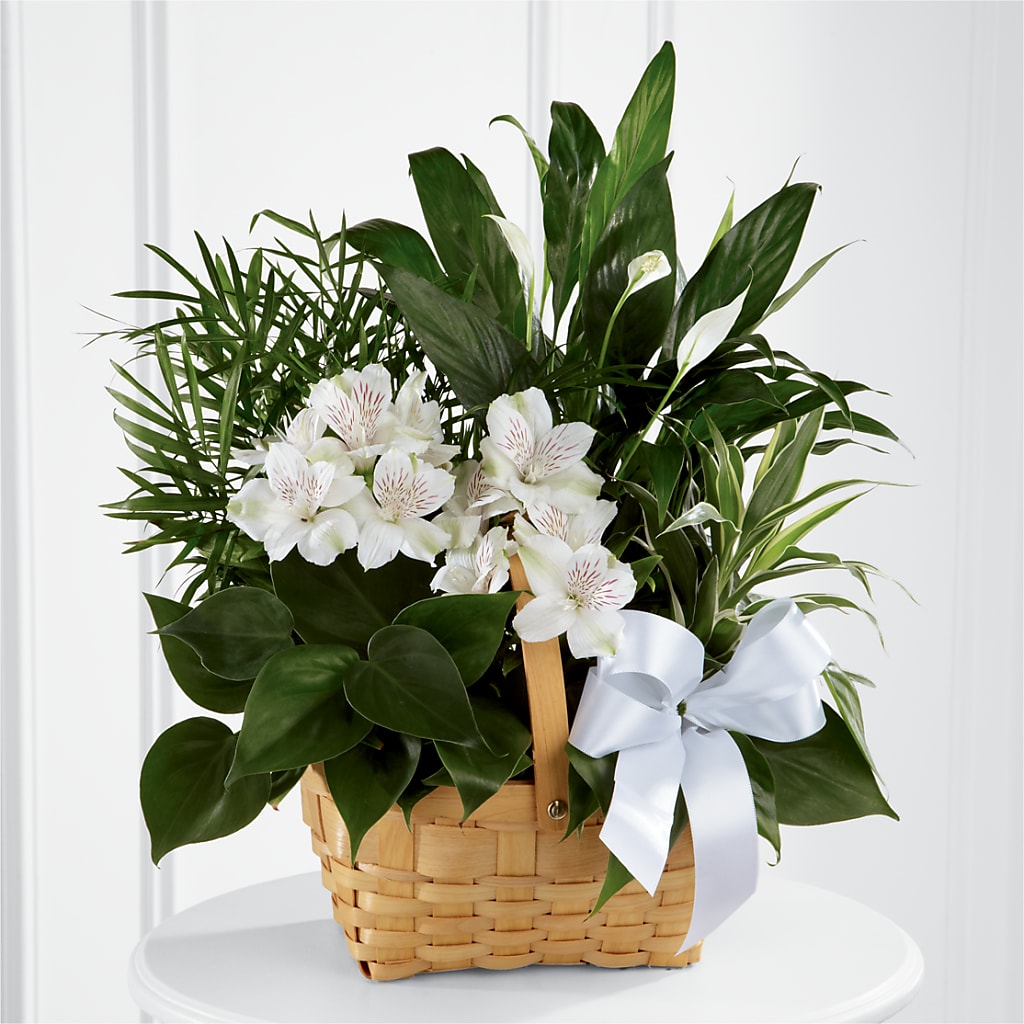 Peace & Serenity Dishgarden – MEME'S FRANKLIN FLOWER SHOP, Franklin LA