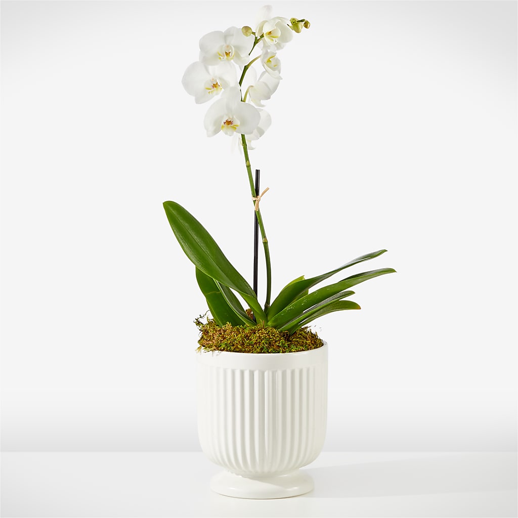 Whispering White Orchid – MEME'S FRANKLIN FLOWER SHOP, Franklin LA
