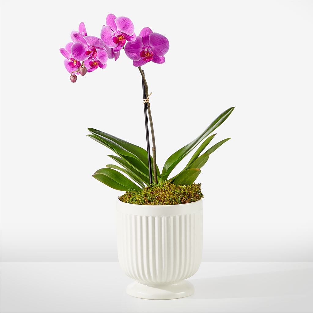 Friendly Fuchsia Orchid – MEME'S FRANKLIN FLOWER SHOP, Franklin LA