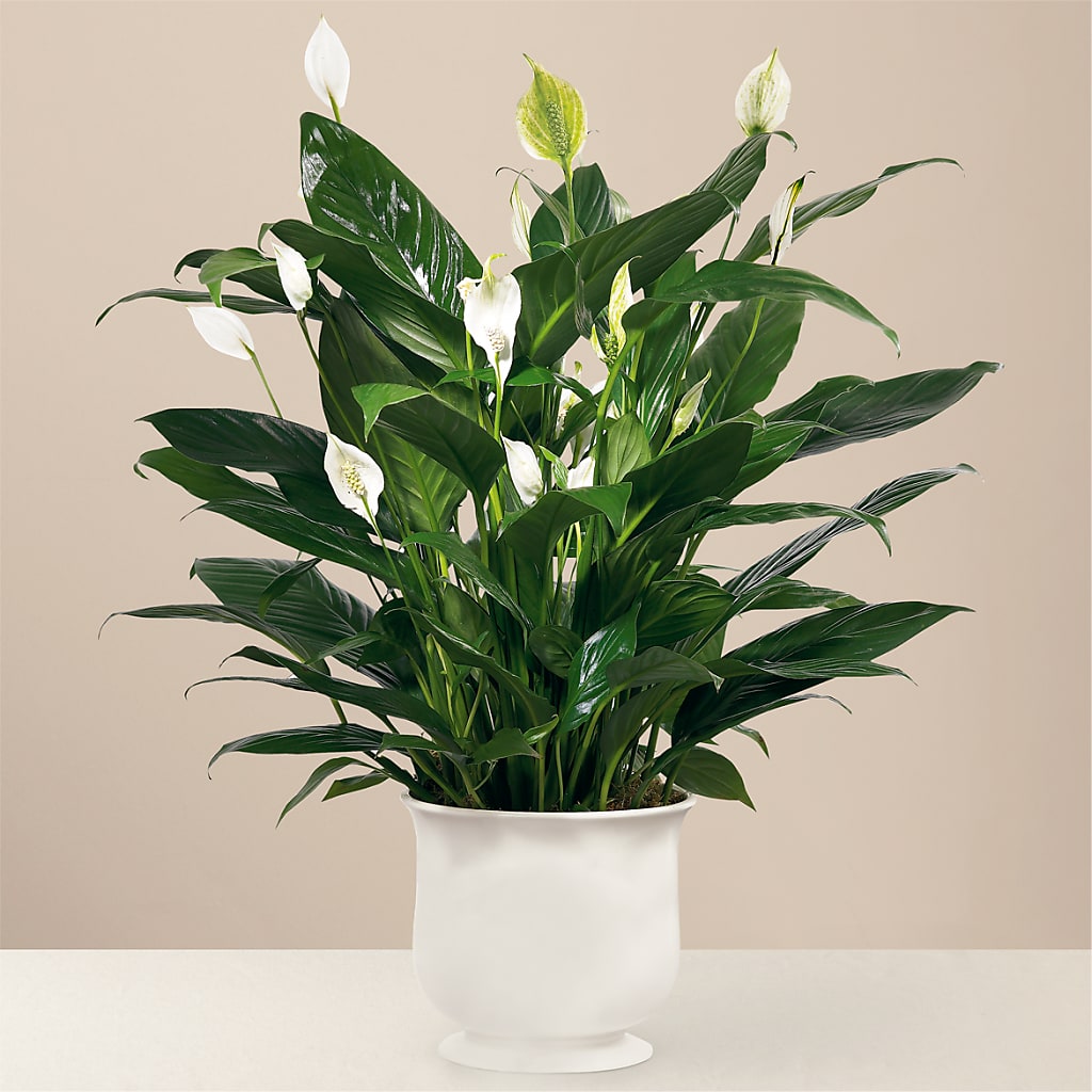 Comfort Planter – MEME'S FRANKLIN FLOWER SHOP, Franklin LA