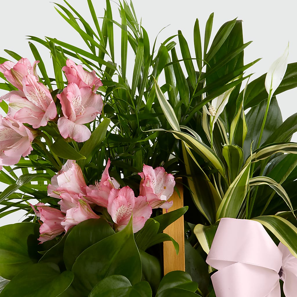 Living Spirit Dishgarden – MEME'S FRANKLIN FLOWER SHOP, Franklin LA