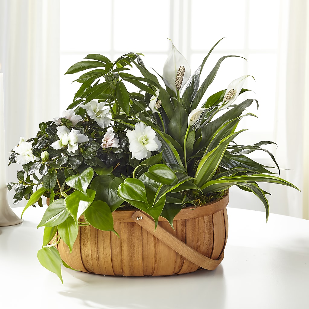 Serene Dishgarden – MEME'S FRANKLIN FLOWER SHOP, Franklin LA