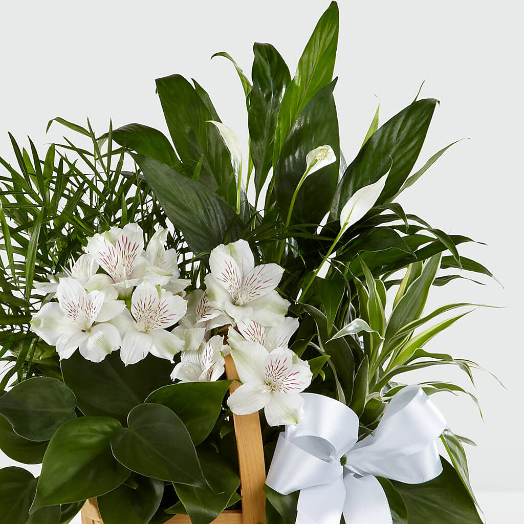 Peace & Serenity Dishgarden – MEME'S FRANKLIN FLOWER SHOP, Franklin LA
