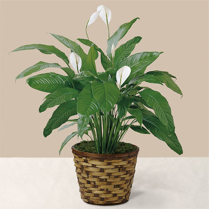 Tranquil Moments Peace Lily Plant – MEME'S FRANKLIN FLOWER SHOP, Franklin LA