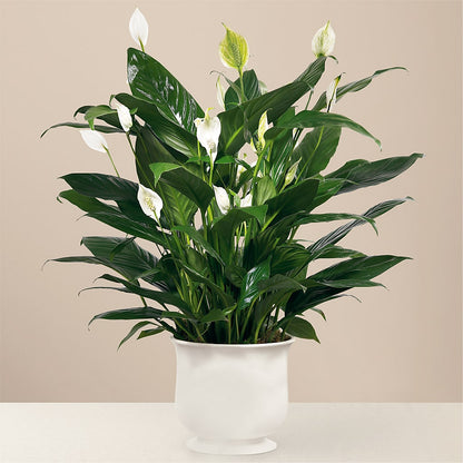 Comfort Planter – MEME'S FRANKLIN FLOWER SHOP, Franklin LA