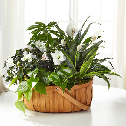 Serene Dishgarden – MEME'S FRANKLIN FLOWER SHOP, Franklin LA