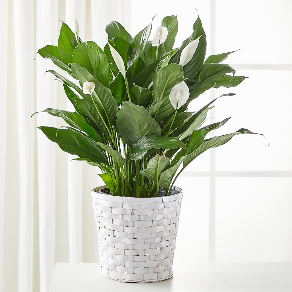 peace lily meme A New Leaf Peace Lily – white flower arrangement | Franklin, LA