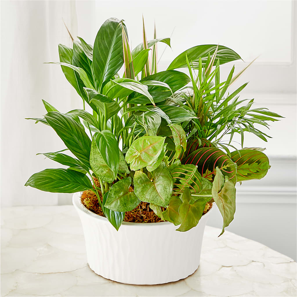 Balance & Harmony Dishgarden – MEME'S FRANKLIN FLOWER SHOP, Franklin LA