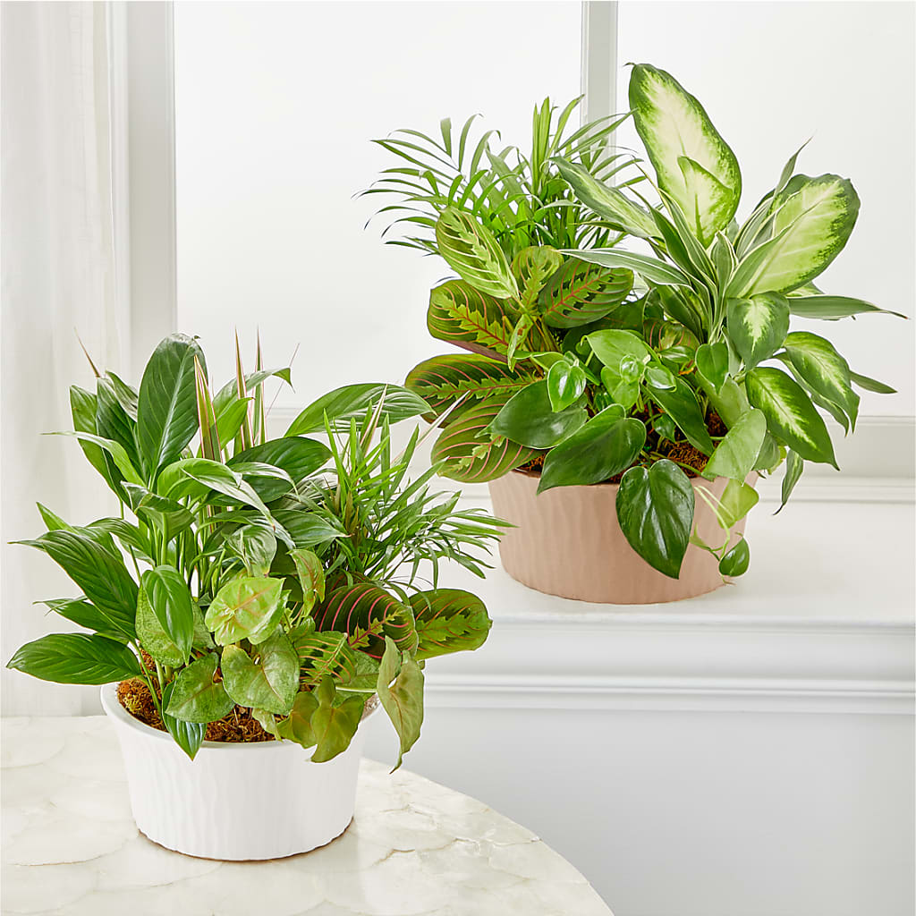 Balance & Harmony Dishgarden – MEME'S FRANKLIN FLOWER SHOP, Franklin LA